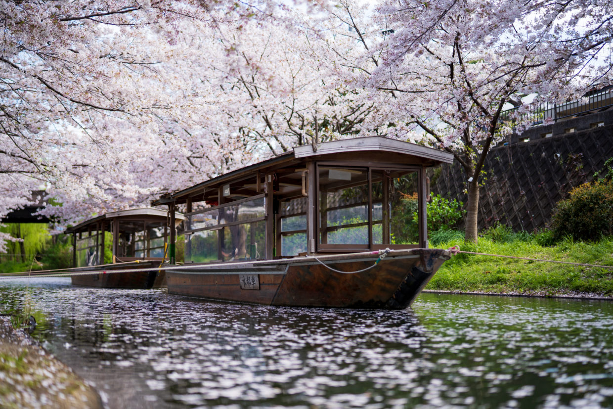 伏見十石舟と桜の写真